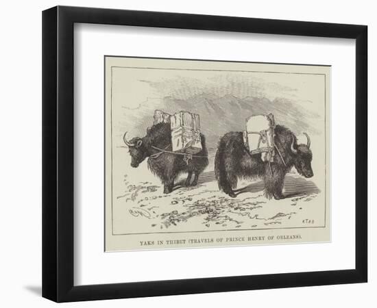 Yaks in Thibet, Travels of Prince Henry of Orleans-null-Framed Giclee Print