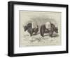 Yaks in Thibet, Travels of Prince Henry of Orleans-null-Framed Giclee Print