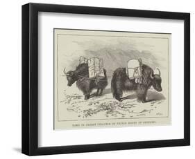 Yaks in Thibet, Travels of Prince Henry of Orleans-null-Framed Giclee Print