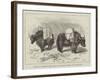 Yaks in Thibet, Travels of Prince Henry of Orleans-null-Framed Giclee Print