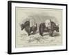 Yaks in Thibet, Travels of Prince Henry of Orleans-null-Framed Giclee Print