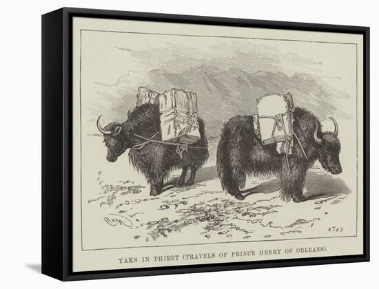 Yaks in Thibet, Travels of Prince Henry of Orleans-null-Framed Stretched Canvas