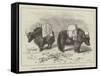 Yaks in Thibet, Travels of Prince Henry of Orleans-null-Framed Stretched Canvas