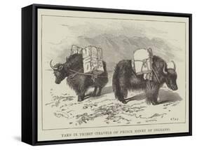 Yaks in Thibet, Travels of Prince Henry of Orleans-null-Framed Stretched Canvas