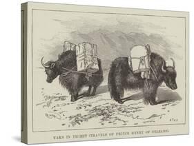 Yaks in Thibet, Travels of Prince Henry of Orleans-null-Stretched Canvas