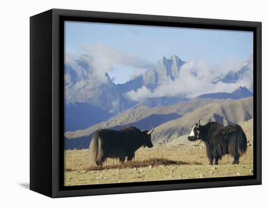 Yaks Near Nyalam, Tibet, China, Asia-Jane Sweeney-Framed Stretched Canvas