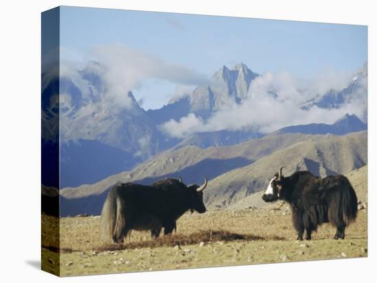 Yaks Near Nyalam, Tibet, China, Asia-Jane Sweeney-Stretched Canvas