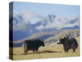 Yaks Near Nyalam, Tibet, China, Asia-Jane Sweeney-Stretched Canvas