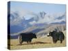 Yaks Near Nyalam, Tibet, China, Asia-Jane Sweeney-Stretched Canvas