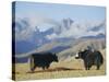 Yaks Near Nyalam, Tibet, China, Asia-Jane Sweeney-Stretched Canvas