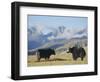 Yaks Near Nyalam, Tibet, China, Asia-Jane Sweeney-Framed Photographic Print