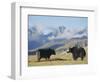 Yaks Near Nyalam, Tibet, China, Asia-Jane Sweeney-Framed Photographic Print