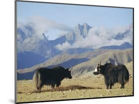 Yaks Near Nyalam, Tibet, China, Asia-Jane Sweeney-Mounted Photographic Print