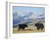 Yaks Near Nyalam, Tibet, China, Asia-Jane Sweeney-Framed Photographic Print