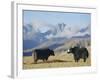 Yaks Near Nyalam, Tibet, China, Asia-Jane Sweeney-Framed Photographic Print