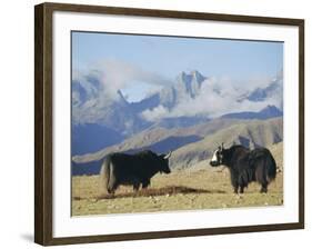 Yaks Near Nyalam, Tibet, China, Asia-Jane Sweeney-Framed Photographic Print