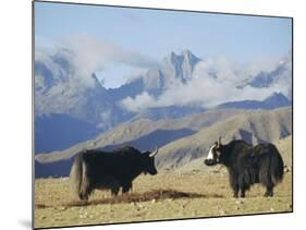 Yaks Near Nyalam, Tibet, China, Asia-Jane Sweeney-Mounted Photographic Print