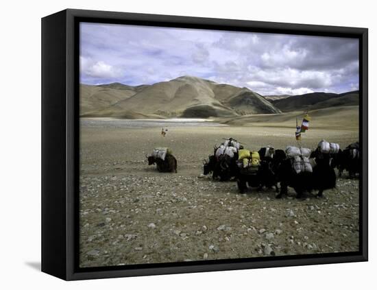 Yaks, Tibet-Michael Brown-Framed Stretched Canvas