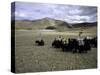 Yaks, Tibet-Michael Brown-Stretched Canvas