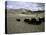 Yaks, Tibet-Michael Brown-Stretched Canvas