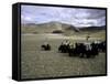 Yaks, Tibet-Michael Brown-Framed Stretched Canvas