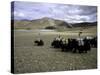 Yaks, Tibet-Michael Brown-Stretched Canvas