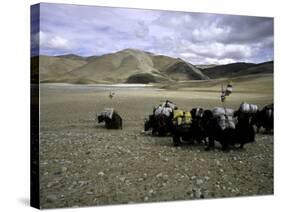 Yaks, Tibet-Michael Brown-Stretched Canvas