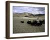 Yaks, Tibet-Michael Brown-Framed Photographic Print