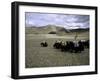 Yaks, Tibet-Michael Brown-Framed Photographic Print