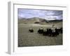 Yaks, Tibet-Michael Brown-Framed Photographic Print