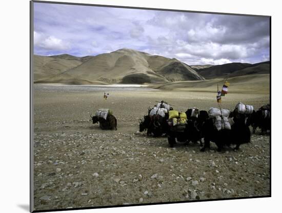 Yaks, Tibet-Michael Brown-Mounted Photographic Print