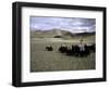 Yaks, Tibet-Michael Brown-Framed Photographic Print