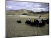 Yaks, Tibet-Michael Brown-Mounted Photographic Print