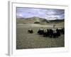 Yaks, Tibet-Michael Brown-Framed Photographic Print