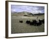 Yaks, Tibet-Michael Brown-Framed Photographic Print