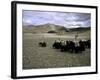 Yaks, Tibet-Michael Brown-Framed Photographic Print