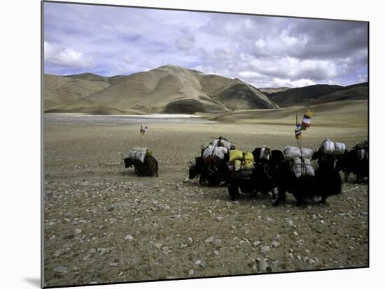 Yaks, Tibet-Michael Brown-Mounted Photographic Print