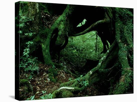 Yakusugi Tree Forest-null-Stretched Canvas