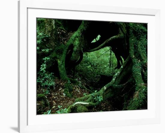 Yakusugi Tree Forest-null-Framed Photographic Print