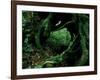 Yakusugi Tree Forest-null-Framed Photographic Print