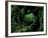 Yakusugi Tree Forest-null-Framed Photographic Print