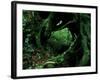 Yakusugi Tree Forest-null-Framed Photographic Print