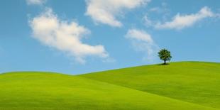 Lonely Tree on Lush Green Grass in Front of Blue Sky on a Hill in Tuscany Countryside, Italy-yalcinsonat1-Photographic Print