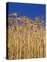 Yamhill County, Close-Up of Tall Wheat Stalks, Oregon, USA-Jaynes Gallery-Stretched Canvas