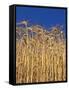 Yamhill County, Close-Up of Tall Wheat Stalks, Oregon, USA-Jaynes Gallery-Framed Stretched Canvas
