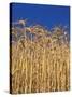 Yamhill County, Close-Up of Tall Wheat Stalks, Oregon, USA-Jaynes Gallery-Stretched Canvas
