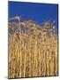 Yamhill County, Close-Up of Tall Wheat Stalks, Oregon, USA-Jaynes Gallery-Mounted Photographic Print