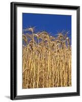 Yamhill County, Close-Up of Tall Wheat Stalks, Oregon, USA-Jaynes Gallery-Framed Photographic Print