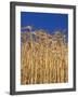 Yamhill County, Close-Up of Tall Wheat Stalks, Oregon, USA-Jaynes Gallery-Framed Photographic Print