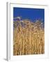 Yamhill County, Close-Up of Tall Wheat Stalks, Oregon, USA-Jaynes Gallery-Framed Photographic Print